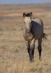 Obraz premium Cute Young Wild Horse in Autumn in the Wyoming Desert