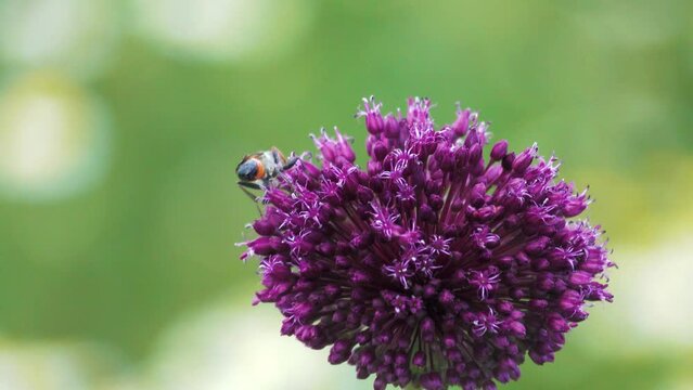 Broadleaf wild leek (Allium atroviolaceum) onions grow in deposits (dry steppe) of the northern Black Sea region and Crimea. Many nectarophages and pollinators of flowers: like digger wasp Podalonia