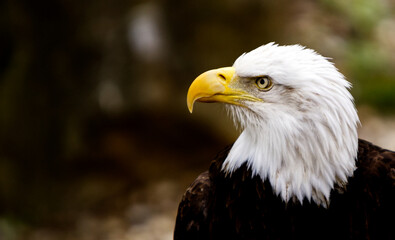 american bald eagle