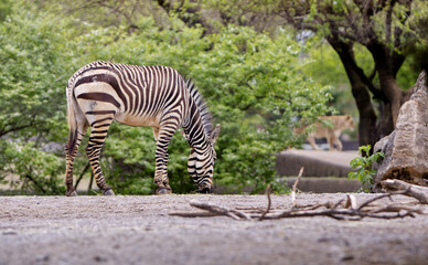 zebra in the zoo