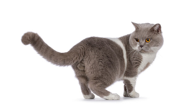 Handsome adult male British Shorthair cat, standing up side ways. Looking over shoulder to missing ball. Isolated on a white background.