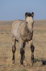 Fototapeta na wymiar Cute Young Wild Horse in Autumn in the Wyoming Desert