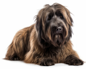 photo of briard isolated on white background. Generative AI