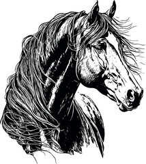 Vector drawing of a horse with black lining on white background