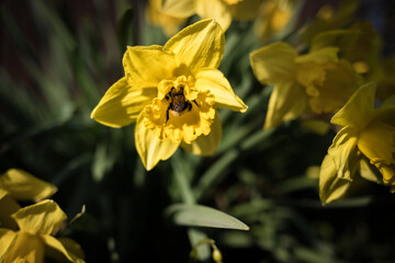 A pollen covered bumblebee on a daffodil. Bee pollinates spring flower