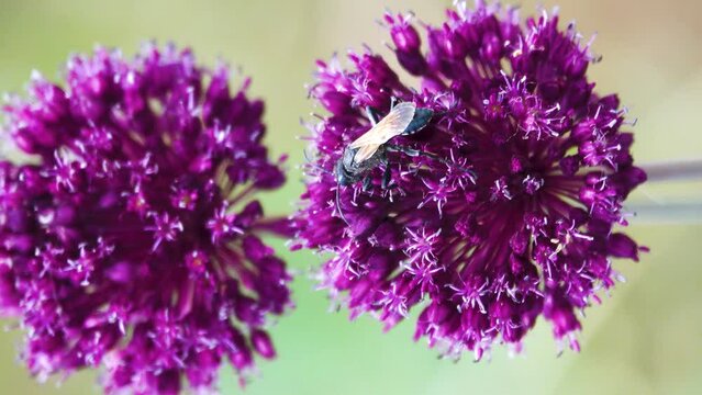 Broadleaf wild leek (Allium atroviolaceum) onions grow in deposits (dry steppe) of the northern Black Sea region and Crimea. Many nectarophages and pollinators of flowers: like digger wasp