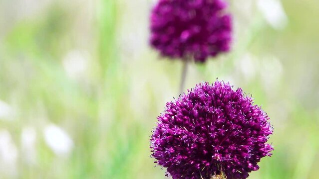 Broadleaf wild leek (Allium atroviolaceum) onions grow in deposits (dry steppe) of the northern Black Sea region and Crimea. Many nectarophages and pollinators of flowers: hony bee