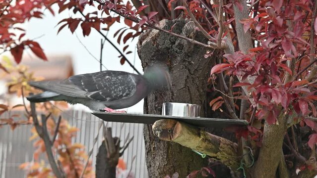 pigeons, tourterelle, animal, oiseau, 