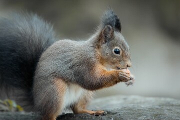 Naklejka na ściany i meble Closeup shot of a cute squirrel (Sciuridae) eating a nut on the rock on the blurred background