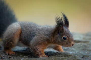 Naklejka na ściany i meble Closeup shot of a cute squirrel (Sciuridae) walking on the rock on the blurred background