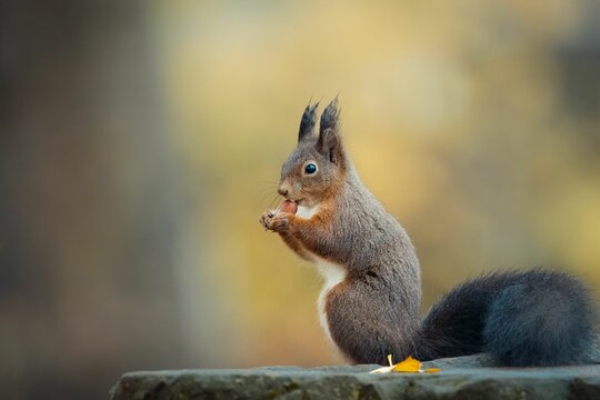 รูปภาพSciuridae เลือกดูภาพถ่ายสต็อก เวกเตอร์ และวิดีโอ9,064 Adobe Stock