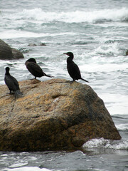 Waterfowl on rocky shore, Algarrobo, Chile