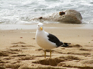 Seagull on the sand at the seashore, Algarrobo, Chile