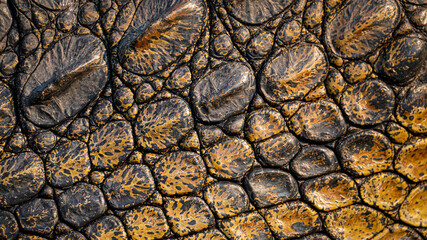 Crocodile Skin
