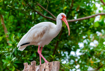 American white ibis (Eudocimus albus),  a bird with a red beak sits on a tree, Florida