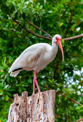 American white ibis (Eudocimus albus),  a bird with a red beak sits on a tree, Florida