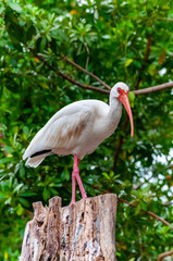 American white ibis (Eudocimus albus),  a bird with a red beak sits on a tree, Florida