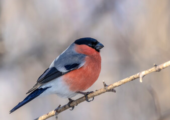 bullfinch