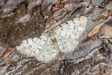 close up of a moth