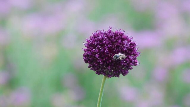 Broadleaf wild leek (Allium atroviolaceum) onions grow in deposits (dry steppe) of the northern Black Sea region and Crimea. Many nectarophages and pollinators of flowers: wild bee