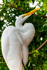 The great egret (Ardea alba), bird resting in mangroves, Florida