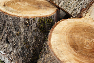 photo of round logs from a felled tree - bark texture and fresh cut