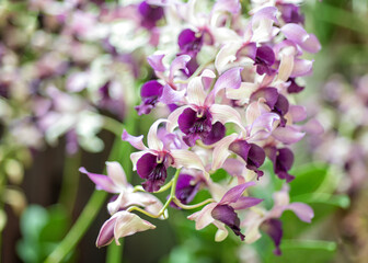 Flowering pink Dendrobium. Orchid plants in the tropical garden. 