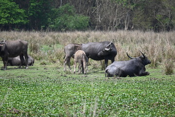 Obraz premium A group of wild Buffalos are resting in the open area of a forest