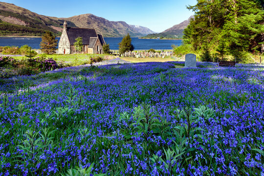 Amazing bluebells at St john's church in Ballachulish, a village by the shore of Loch Leven in Scotland.