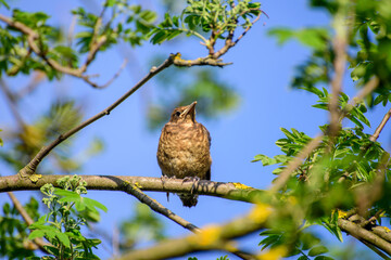 A young Thrush sits on a branch waiting for a parent to feed it