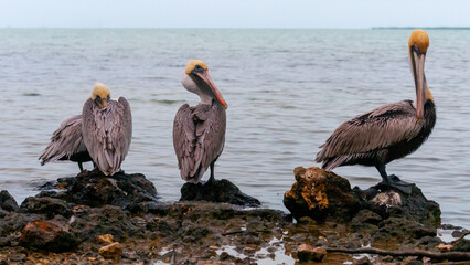 Brown Pelican (Pelecanus occidentalis), group of birds resting in shallow water, Florida