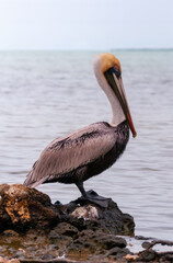 Brown Pelican (Pelecanus occidentalis), an adult bird resting on a rock in the Gulf of Mexico, Florida