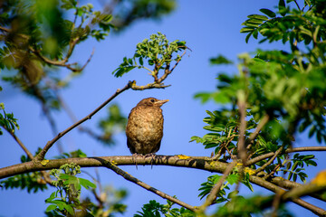 A young Thrush sits on a branch waiting for a parent to feed it