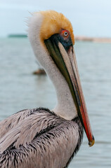 Brown Pelican (Pelecanus occidentalis), an adult bird resting on a rock in the Gulf of Mexico, Florida