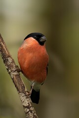 Closeup of a beautiful Eurasian bullfinch on a branch in a forest during sunrise