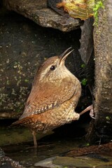 Obraz premium Closeup of a beautiful Wren on water in a forest during sunrise