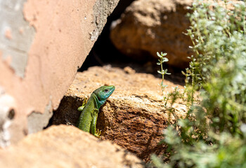 European Green Lizard - Lacerta viridis - large green and blue lizard.