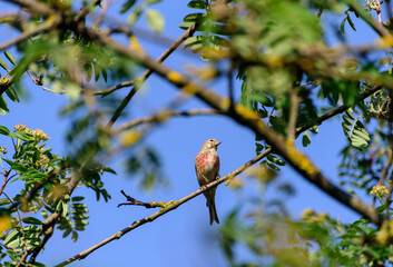 The common linnet (Linaria cannabina) is a small passerine bird of the finch family, Fringillidae.
