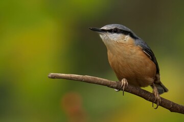 Closeup of a beautiful Nuthatch on a branch in a forest during sunrise