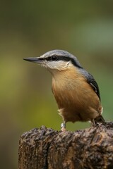 Obraz premium Closeup of a beautiful Nuthatch on a branch in a forest during sunrise