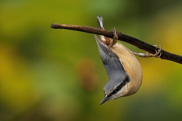 Closeup of a beautiful Nuthatch on a branch in a forest during sunrise © Paul Cross/Wirestock Creators
