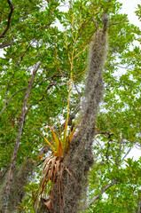 Fototapeta premium Epiphytic plants in a humid mangrove forest in Florida, bromeliads on the birch trees