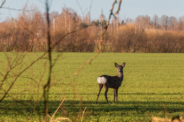 A wild roe deer looking back in green field during springtime morning © Gatis