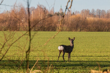 A wild roe deer looking back in green field during springtime morning