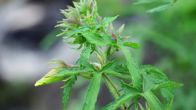 Abelmoschus moschatus (Also called Abelmosk, ambrette, annual hibiscus, Bamia Moschata, Galu Gasturi, muskdana) in nature. The plant has used in Ayurveda herbal medicine, including as an antispasmodi