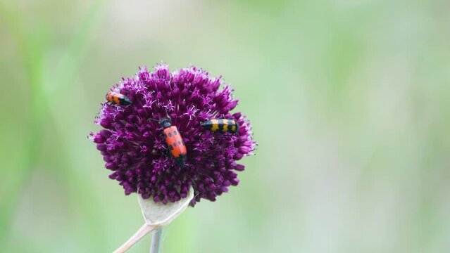 Broadleaf wild leek (Allium atroviolaceum) onions grow in dry steppe of the northern Black Sea region and Crimea. Many nectarophages and pollinators of flowers: blister beetle Mylabris quadripunctata