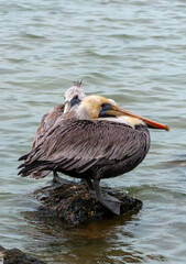Brown Pelican (Pelecanus occidentalis), an adult bird resting on a rock in the Gulf of Mexico, Florida
