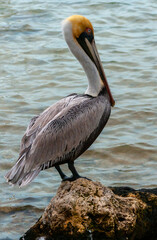 Brown Pelican (Pelecanus occidentalis), an adult bird resting on a rock in the Gulf of Mexico, Florida