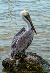 Brown Pelican (Pelecanus occidentalis), an adult bird resting on a rock in the Gulf of Mexico, Florida