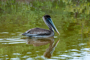 Brown Pelican (Pelecanus occidentalis), adult bird hunting fish in mangroves, Florida